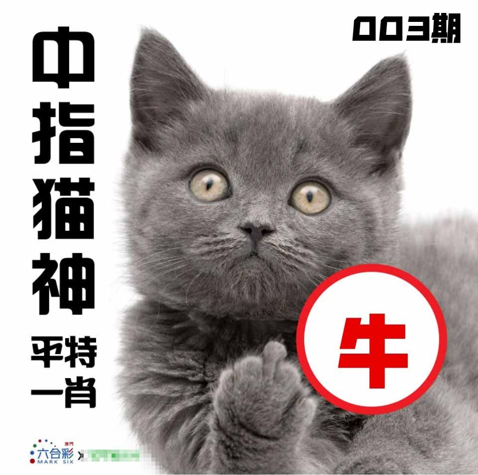 003期中指猫神[图]